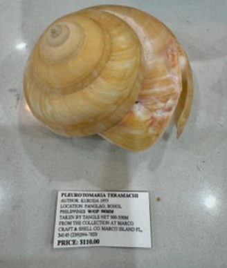 Pleurotomaria Teramachi SG1
