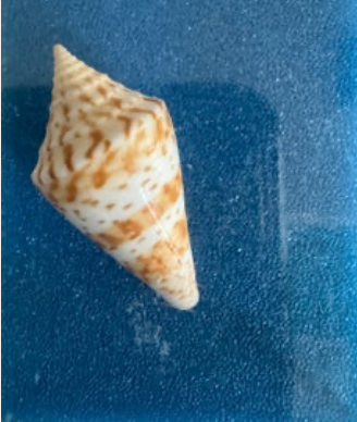 Sozo Cone