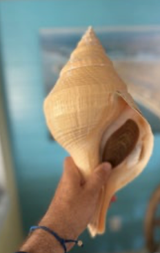 Syrinx aruanus