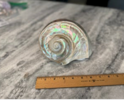 Turbo Marmoratus SS718B White