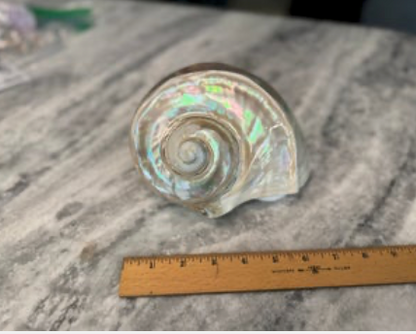 Turbo Marmoratus SS718B White