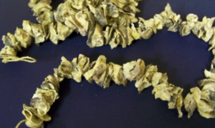 Oyster Strand Garland