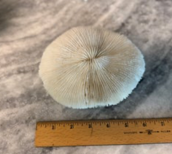 Coral - 6" Mushroom Coral