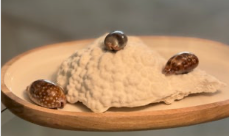 White Coral with Deer Cowrie Shell Display Set