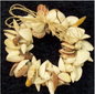 Mixed Seashell Wreath 8"
