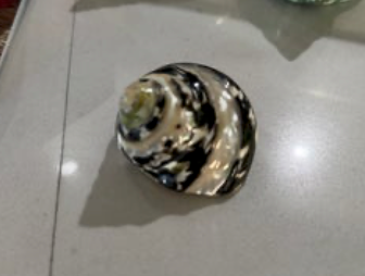 Banded Pica (Medium)