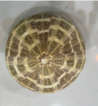 Alphonso Sea Urchins 5"