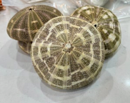 Alphonso Sea Urchins 5"