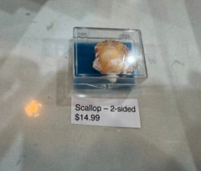 Scallop - 2 Sided