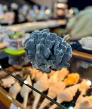 Coral - Blue