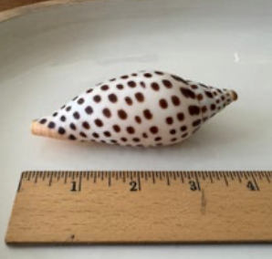 Junonia 2025 4" (006)