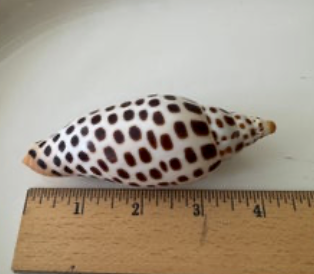 Junonia 2025 4.2" (001)