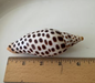 Junonia 2025 4.2" (001)