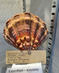 Lion Paw Knobby (SG2)