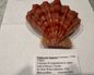 Lion Paw Knobby 118mm