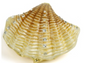 Bejeweled Seashell Box