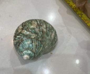 Polished Turbo Marmoratus Shell — 5" to 6"